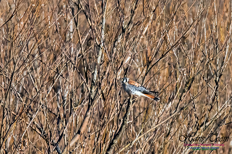 American Kestrel
