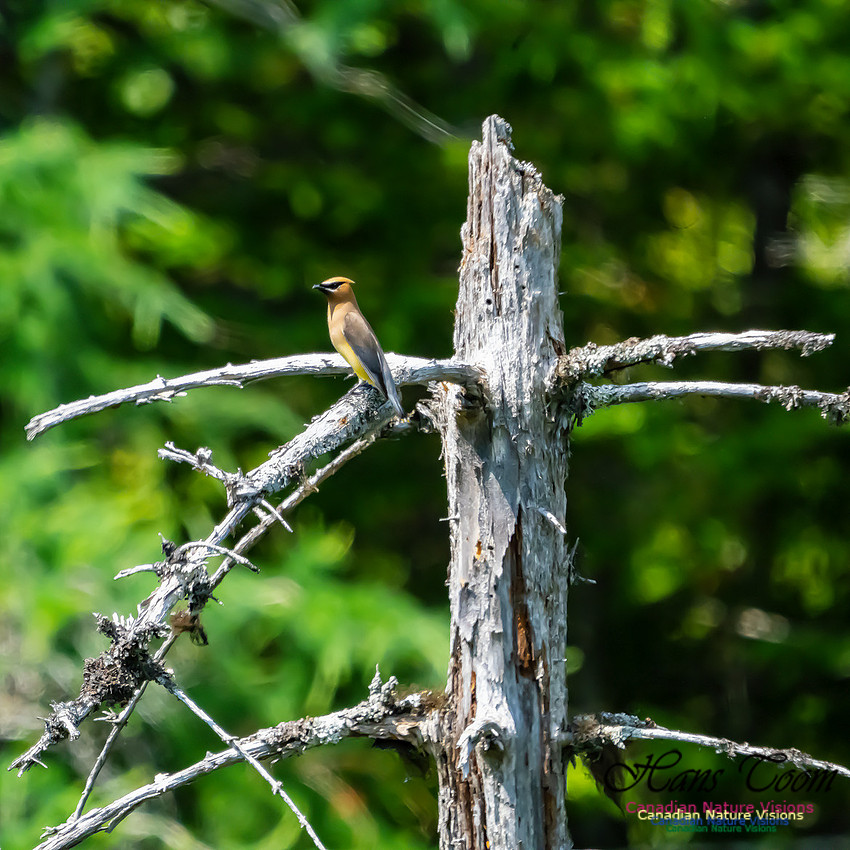 Cear Waxwing 109