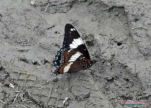White Admiral 100