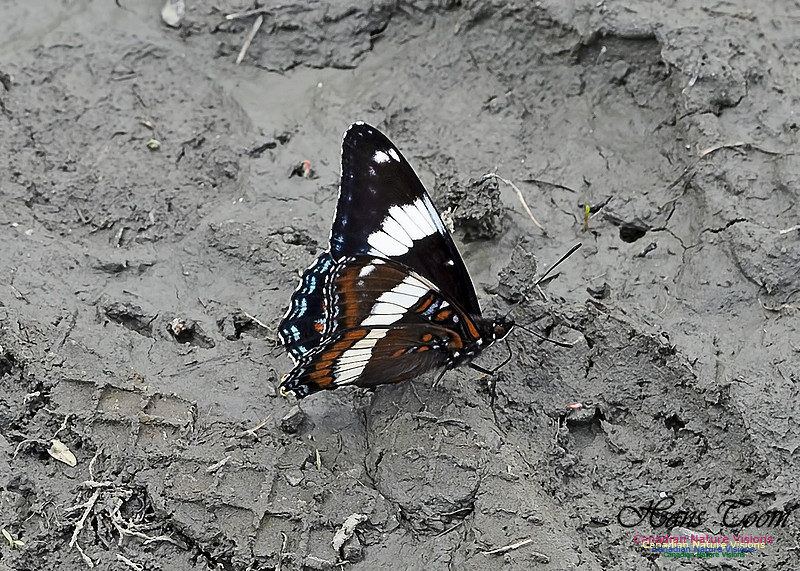 White Admiral 100