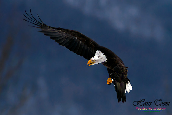 Bald Eagle