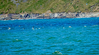 St. Vincent Whales and Northern Gannets