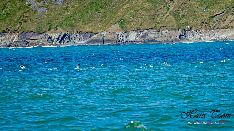 St. Vincent Whales and Gannets 100