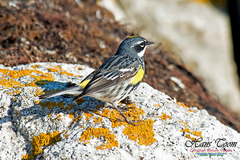 Yellow-rumped Warbler