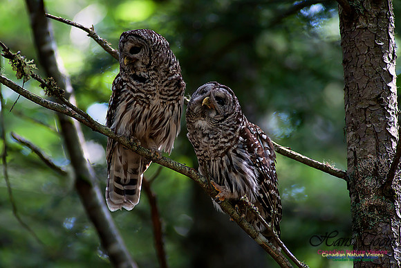 Barred Owl