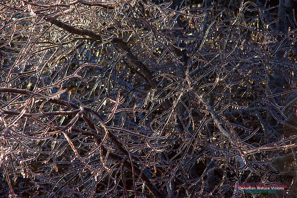 Ice Crystals