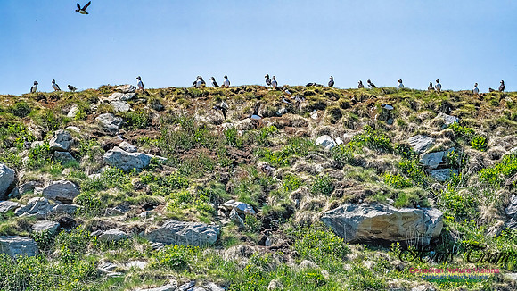 Great Island Puffins 113