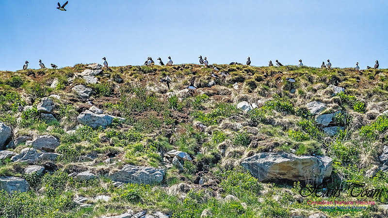 Great Island Puffins 113