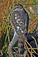 Sharp-shinned Hawk