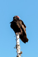 Turkey Vulture