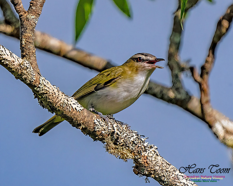 Red-eyed Vireo 101