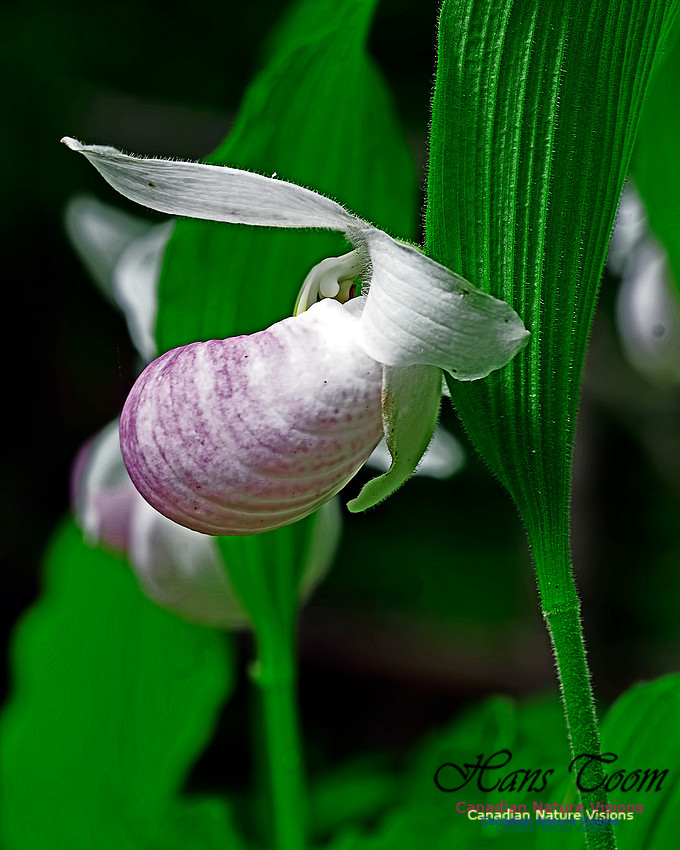 Showy Lady's Slipper Orchid 101