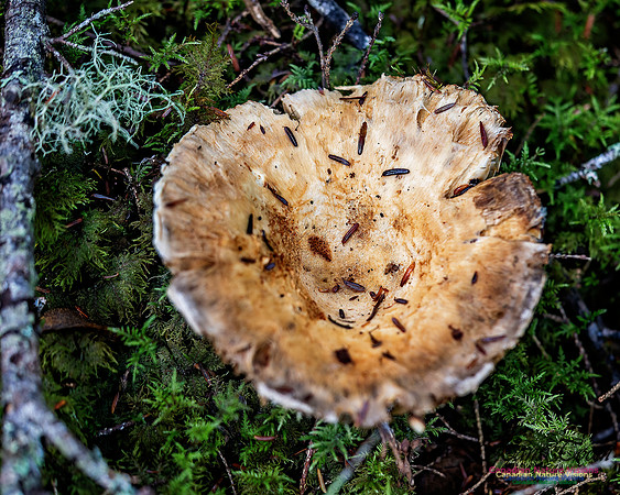 Fungus Walk In the Woodland 110