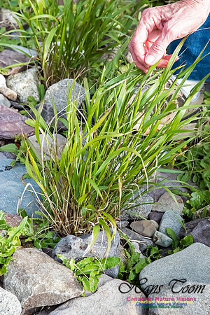 Seaside Grass