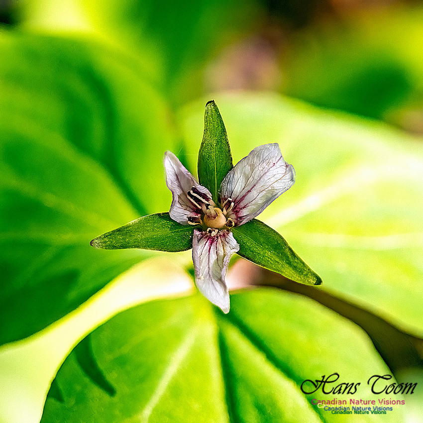 Painted Trillium 300