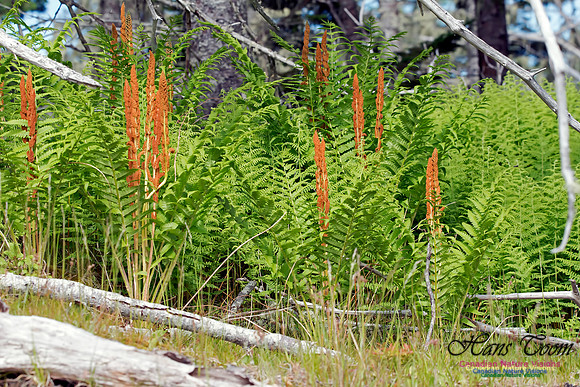 Cinnamon Fern