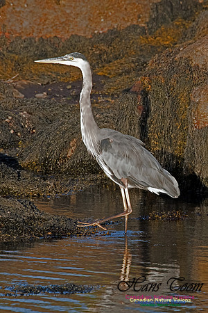Great Blue Heron