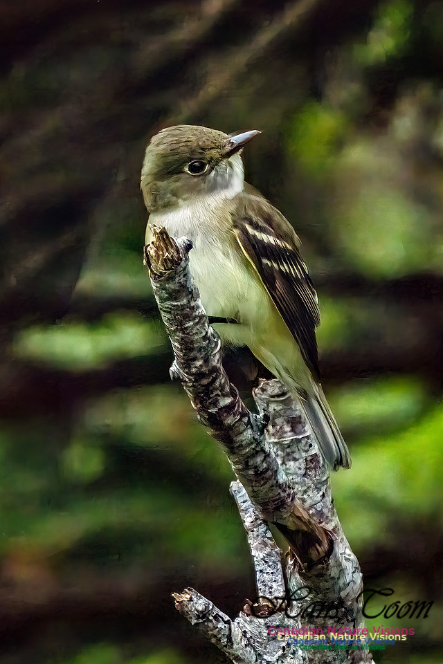 Alder Flycatcher 363