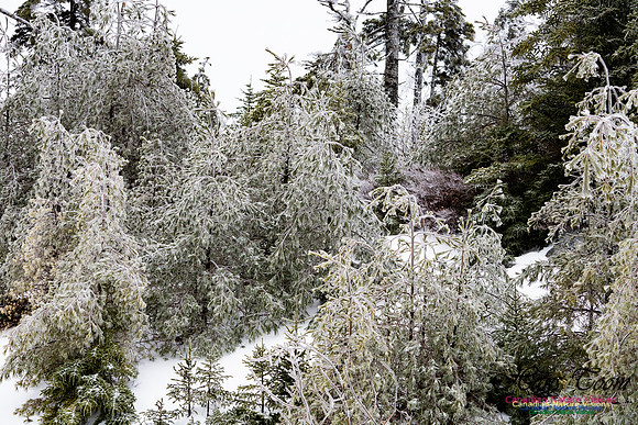 Ice Storm 2022 111