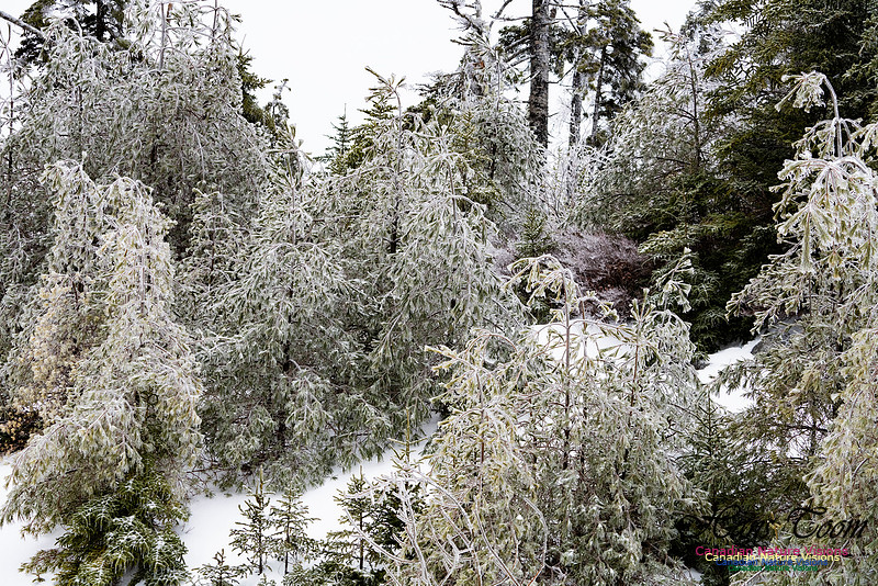 Ice Storm 2022 111