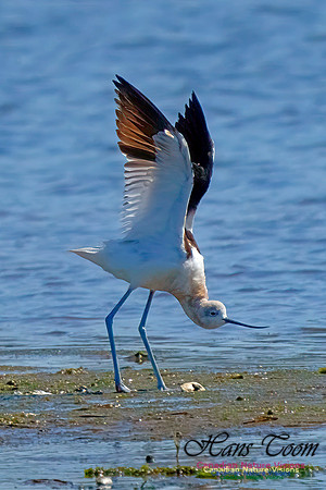 American Avocet 202