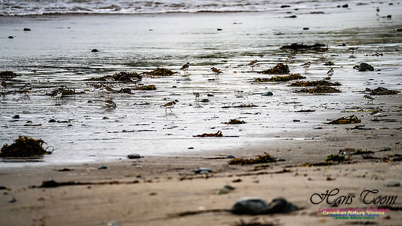 Shorebirds of Hurricane Erin 103