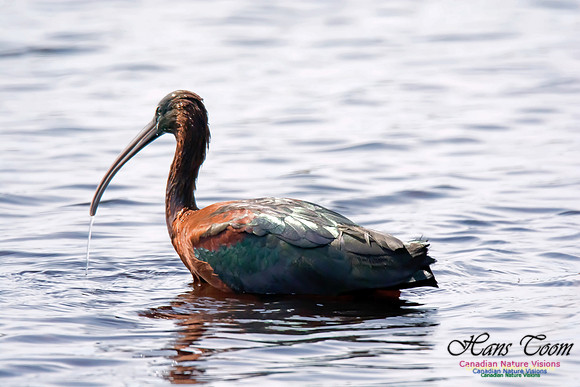 Glossy Ibis