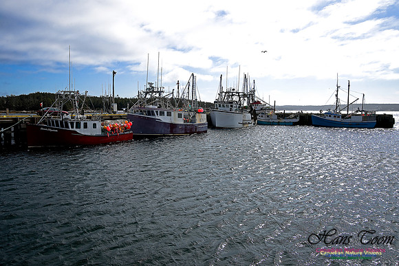 Sambro Harbour