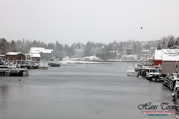 Herring Cove 1