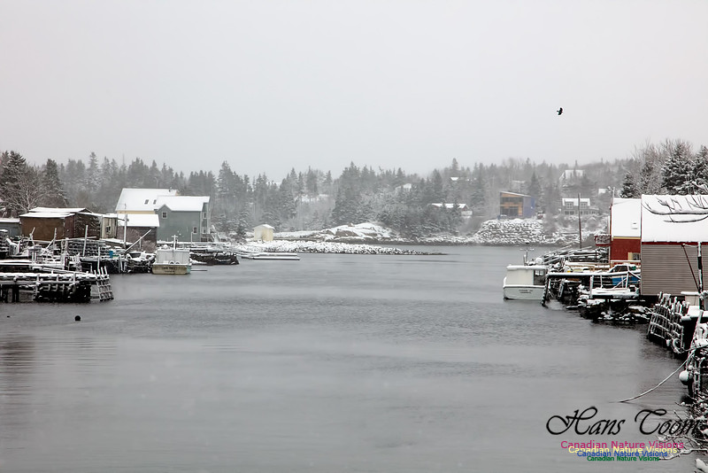 Herring Cove 1