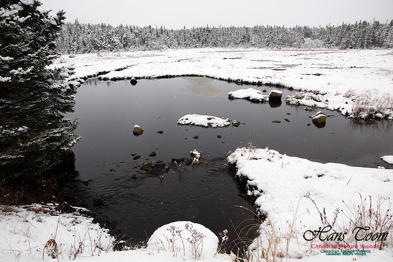 Sambro Head Salt Marsh 1