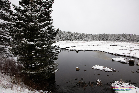 Sambro Head Salt Marsh 2