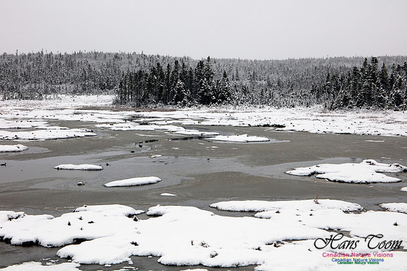 Sambro Salt Marsh 1