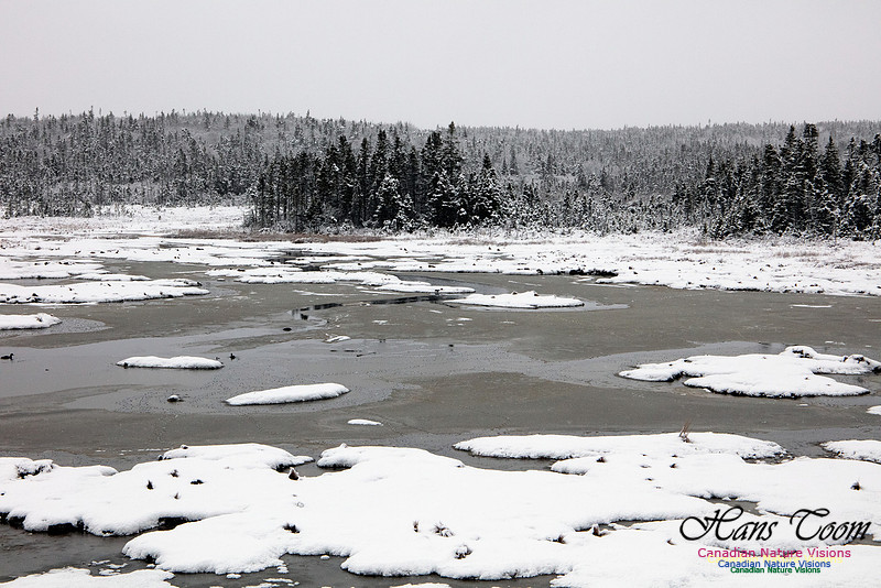 Sambro Salt Marsh 1