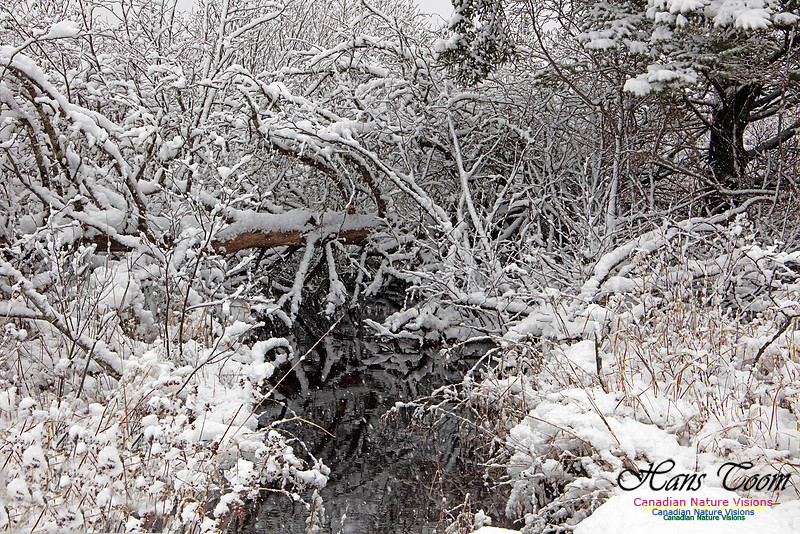 Wetland Tangle 1