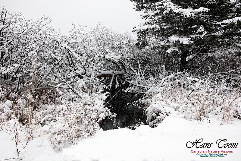 Wetland Tangle 2