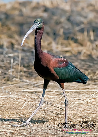 Glossy Ibis 6