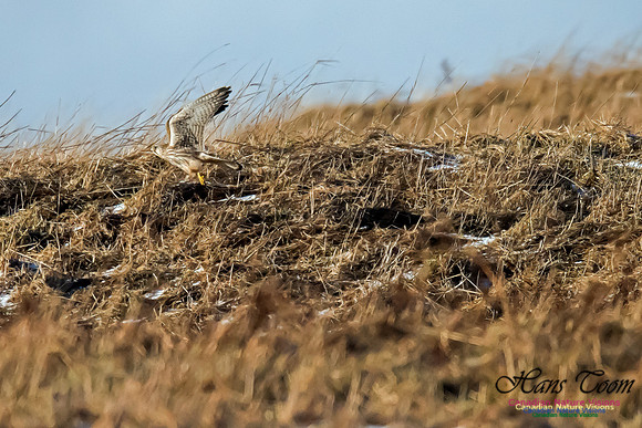 Eurasian Kestrel