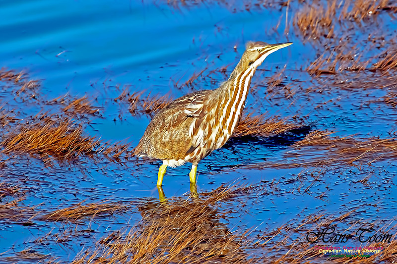 American Bittern 1