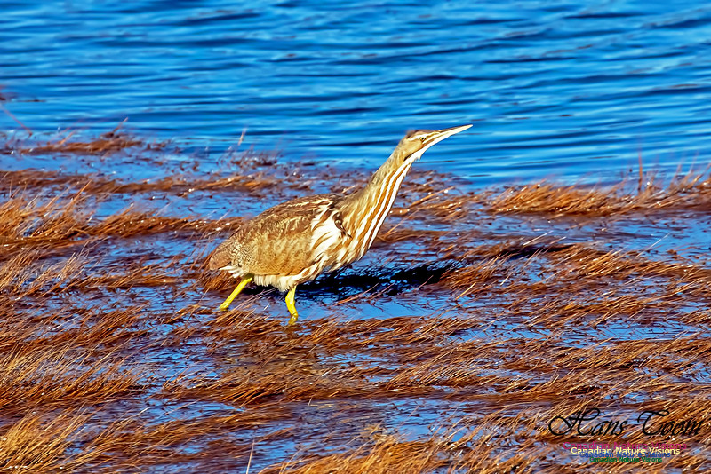 American Bittern 3