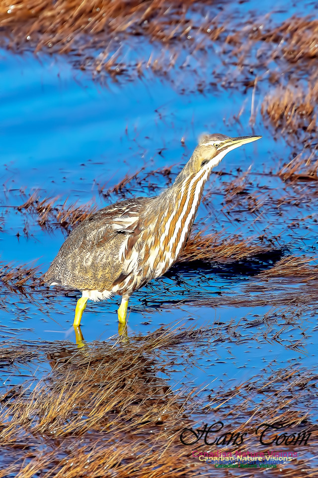 American Bittern 2