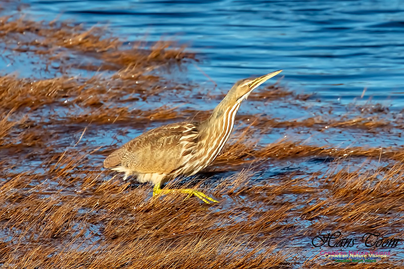 American Bittern 1b