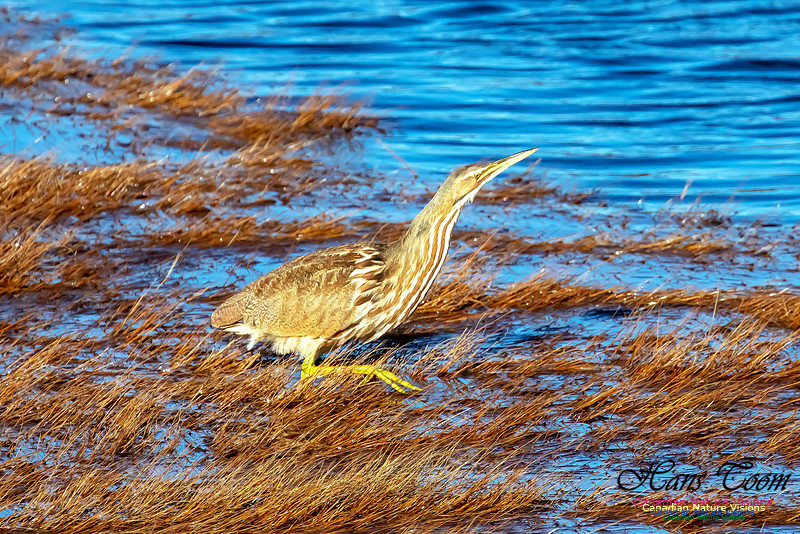 American Bittern 4