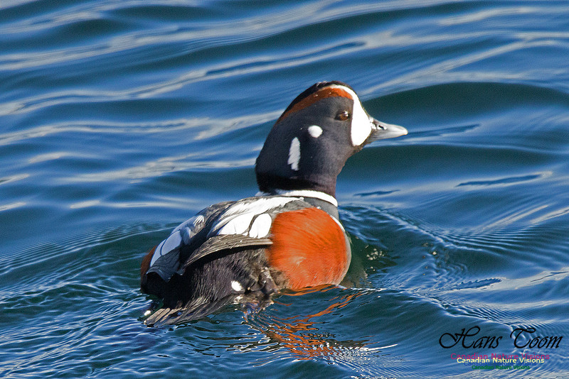 Harlequin Duck 3