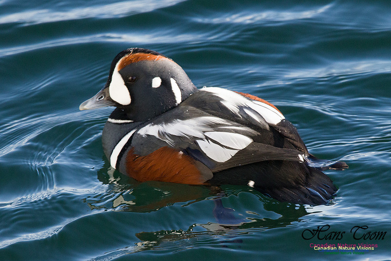 Harlequin Duck 6