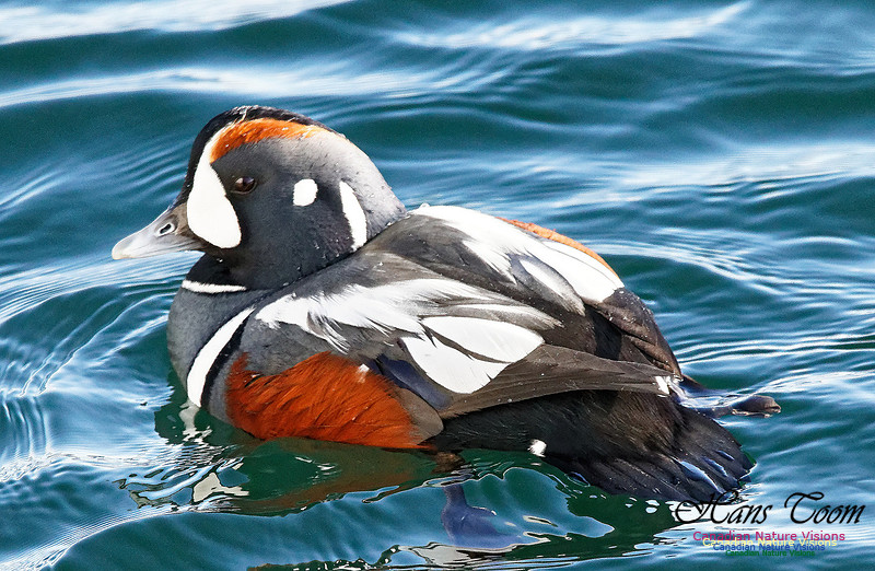 Harlequin Duck 2