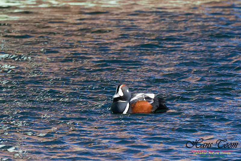 Harlequin Duck 7