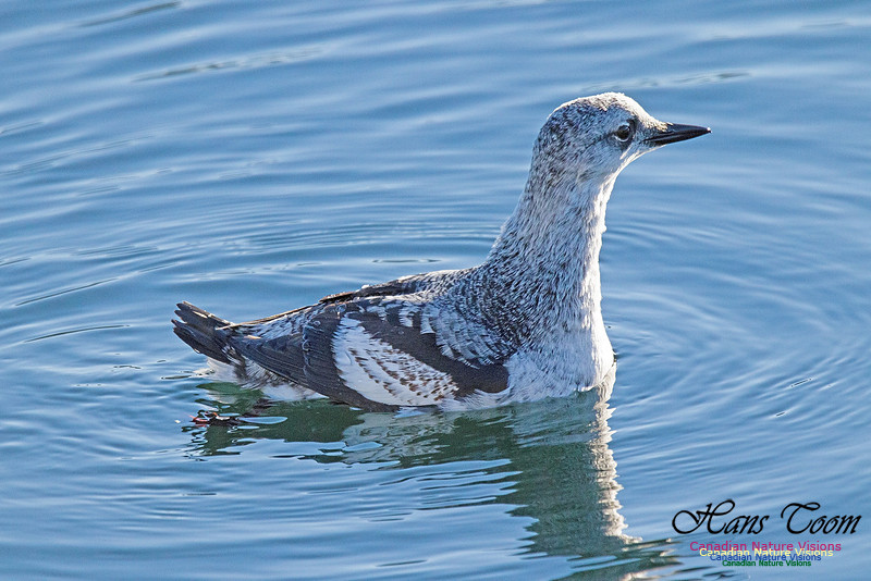 Black Guillemot 1