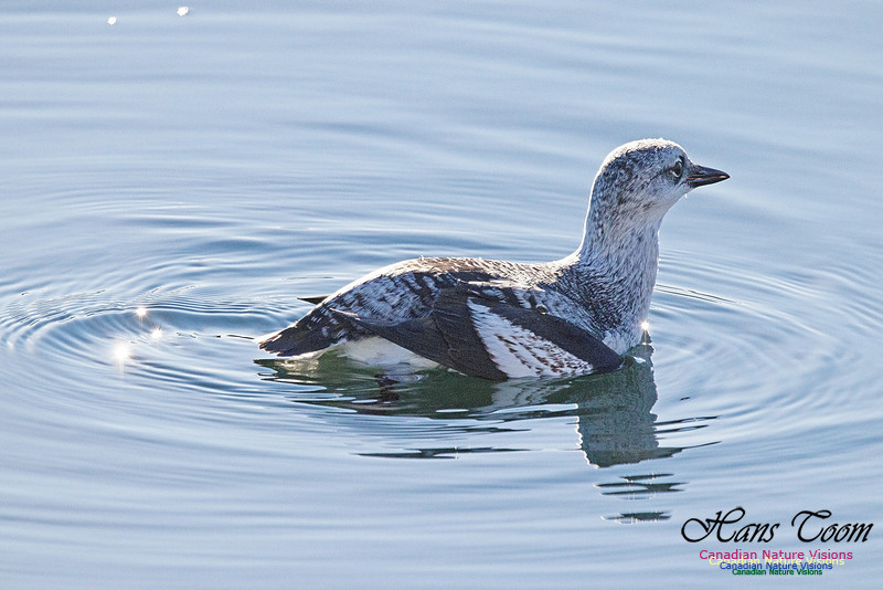 Black Guillemot 2