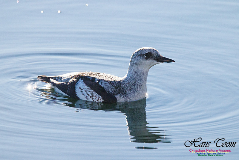 Black Guillemot 3